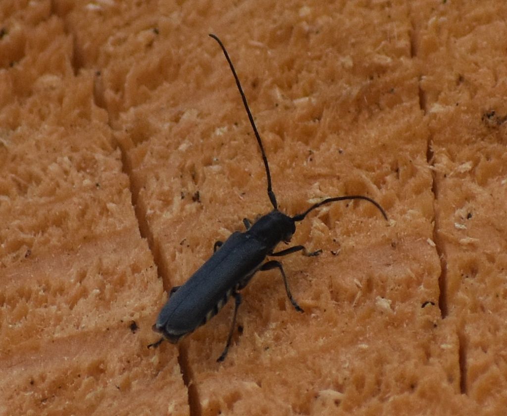 Cerambycidae: Stenostola ferrea, maschio